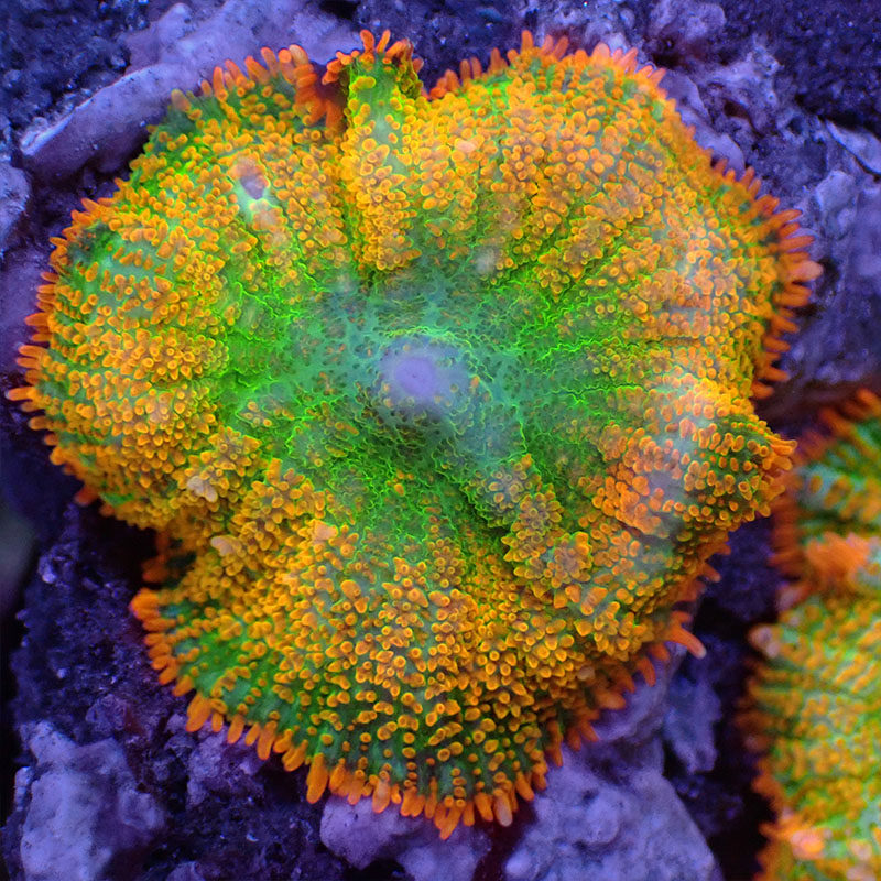 精品海水活体珊瑚香菇绿菇红菇蓝橙泡泡菇带石其它水族宠物