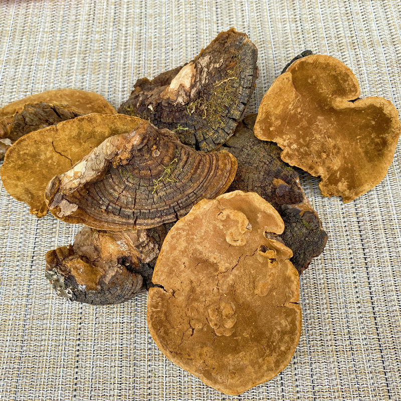 桑树桑黄清香泡水干货灵芝黄灵芝金边精选150克整枝灵芝