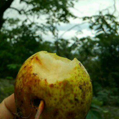 冬梨2018年深山野梨子百年老树野生特产新鲜水果可以烤了吃的梨