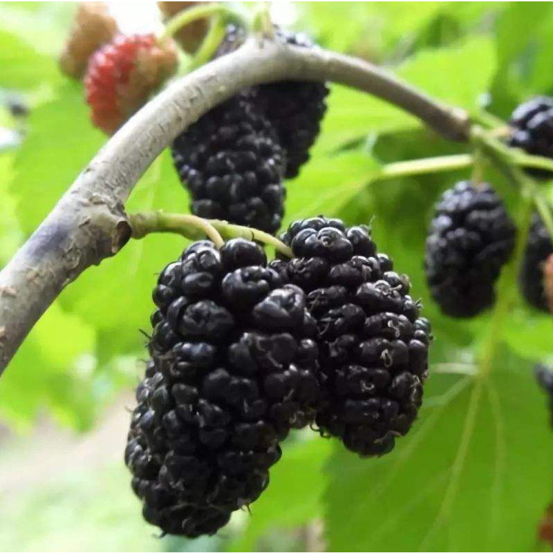 正宗野生桑葚干500g散装特级吐鲁番免洗无沙泡水干果黑桑椹即食