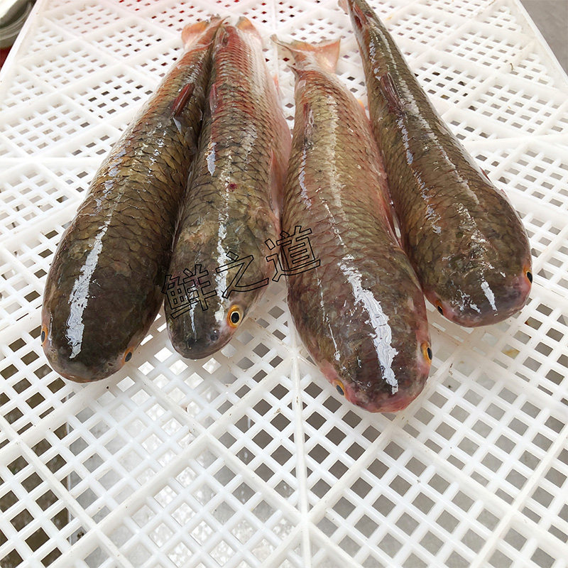 新鲜海梭鱼红眼野生鲜活乌头海鱼每条条约12斤其它