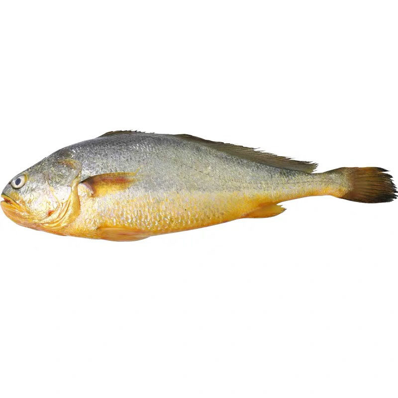 新鲜黄花鱼一条条约12斤野生黄鱼鲜活蒜瓣深海黄鱼