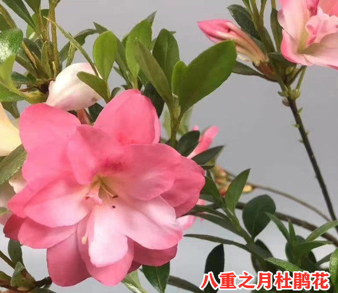 日本皋月夏鹃八重之月杜鹃花复色品种杜鹃盆栽花卉花卉