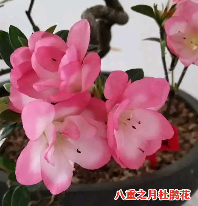杜鹃鹃之舞沙浪花花瓶绿色光辉黄花皋月新品时令草本花卉