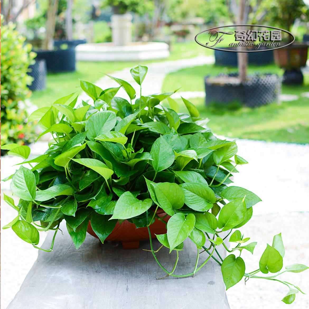 长藤绿萝盆栽大叶花盆绿植植物水培办公办公室绿植