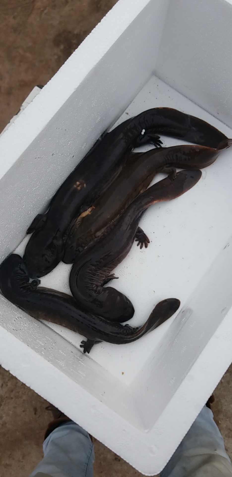 鱼苗二十厘米左右十条娃娃娃娃鱼大鲵鲜活可养特许养殖水产