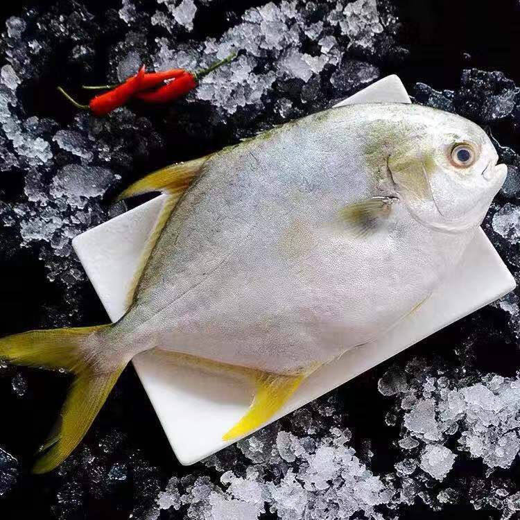 鲳鱼鲜鱼水产冰冻鳊鱼平鱼大平鲜活海金鲳鱼包邮鲳鱼