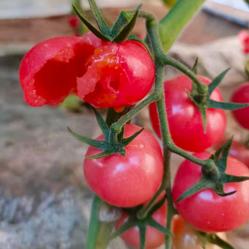 现摘贝贝圣女果香甜爆汁樱桃小番茄新鲜水果西红柿番茄