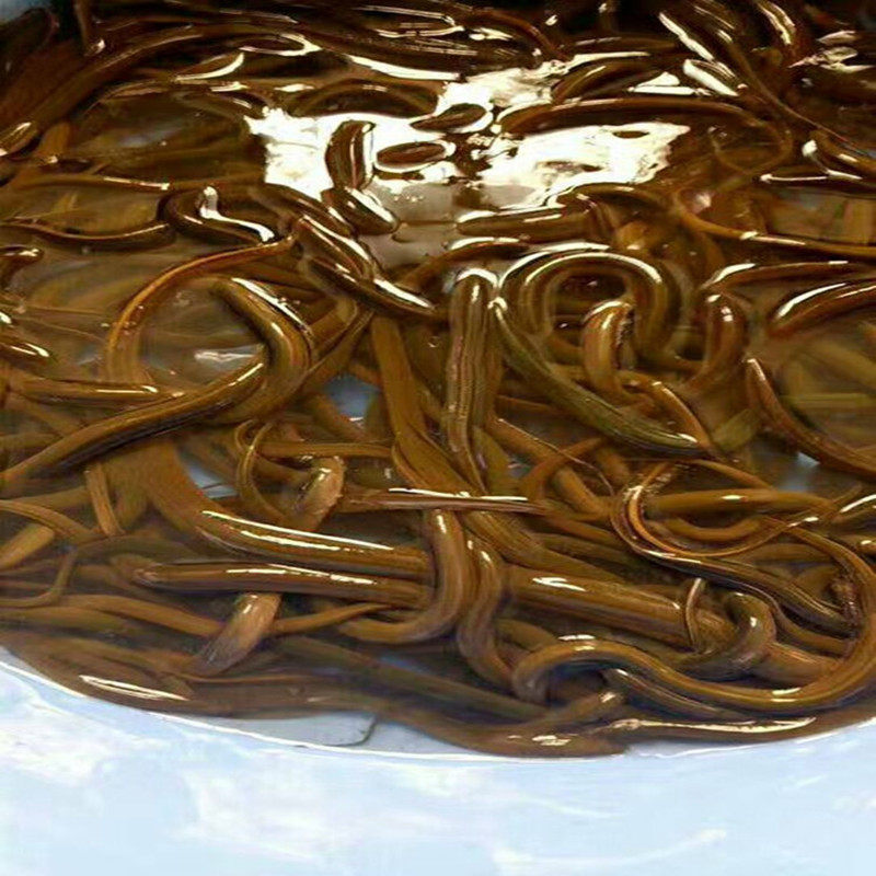 诱饵鱼网漂鳝水上鳝笼鱼虾引诱网捕黄鳝粉末活饵