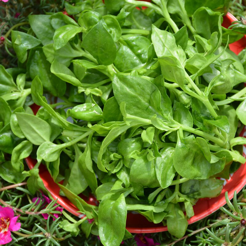 新鲜蔬菜野菜农家菜田七三七穿心莲牡丹吊兰沙拉菜三斤包邮顺丰