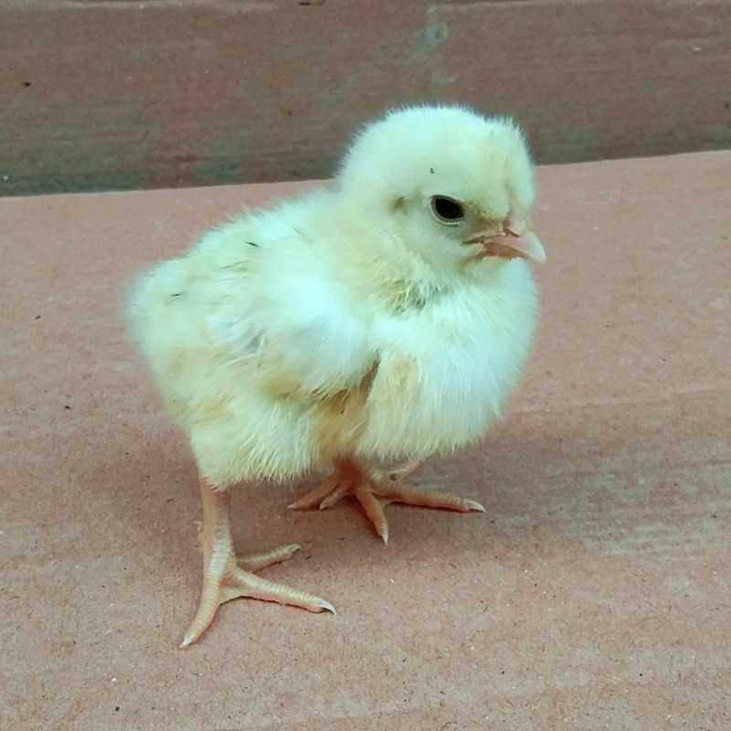 鸡苗20只活体包邮白羽白鸡苗小鸡公鸡鸡仔鸡雏动物种苗