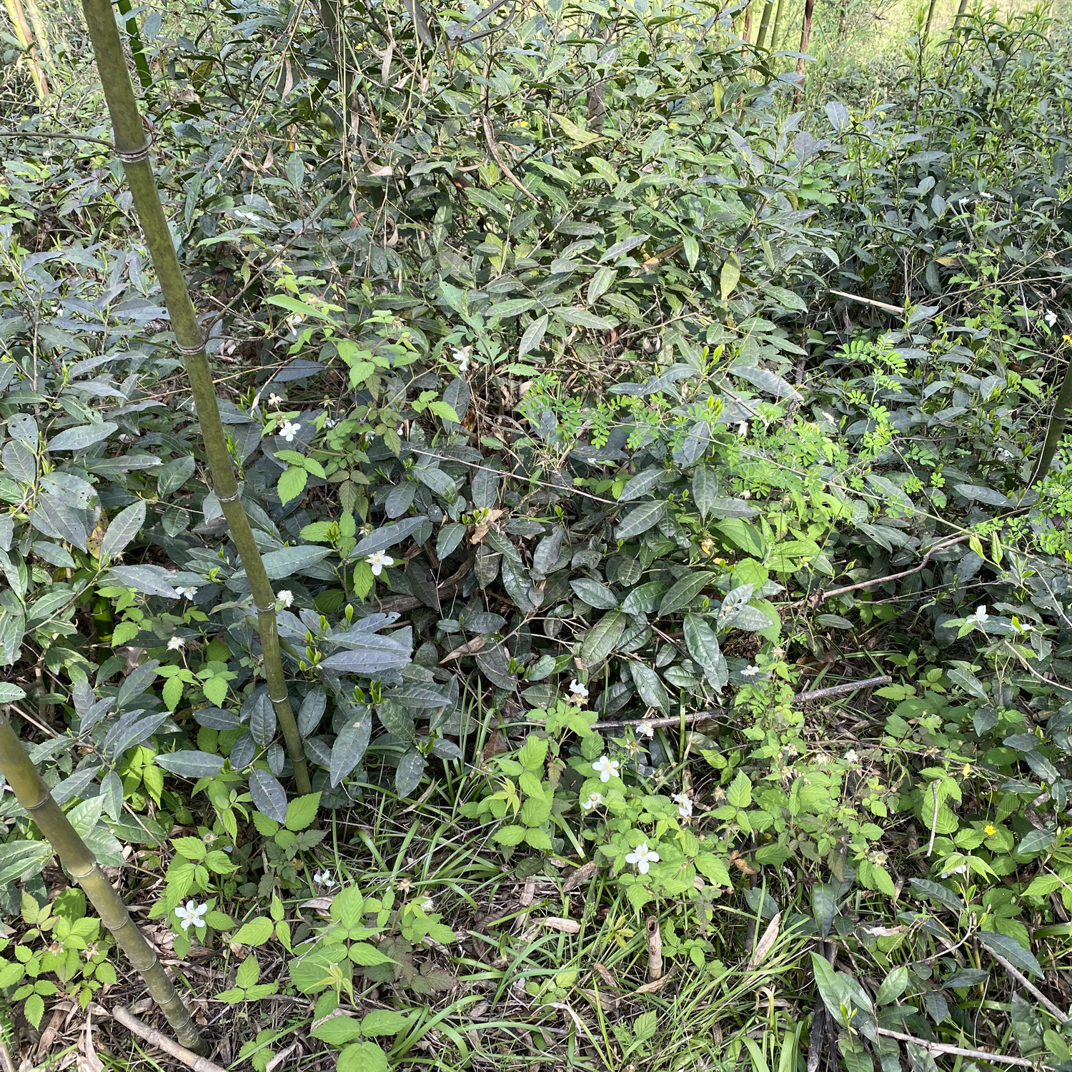 野兰香2022年新茶高山野茶毛峰原生态野生茶手工炒制绿茶散装250g