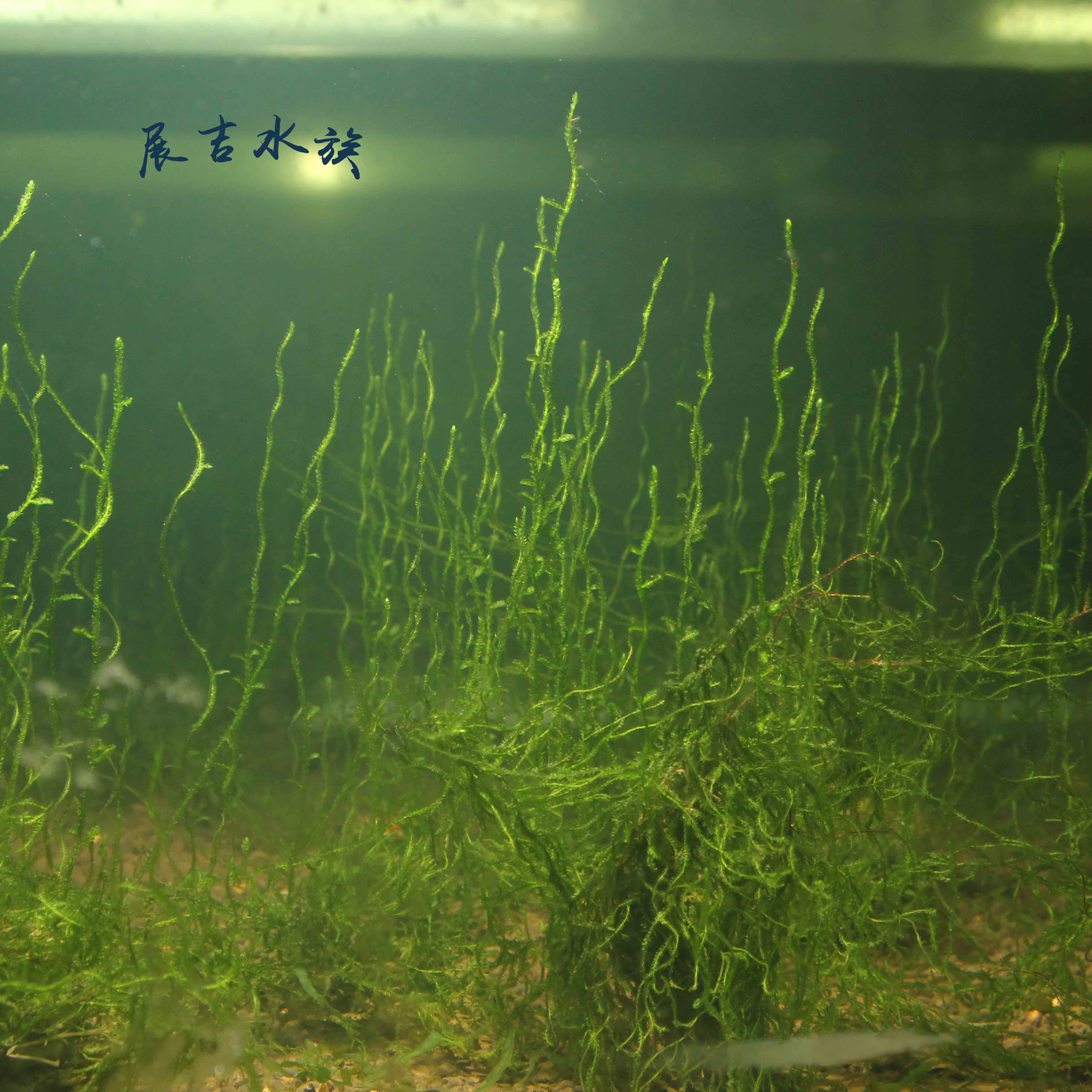 通过多次实践，终于发现褐藻的几个成因，它们可以变成绿藻吗？_鱼缸