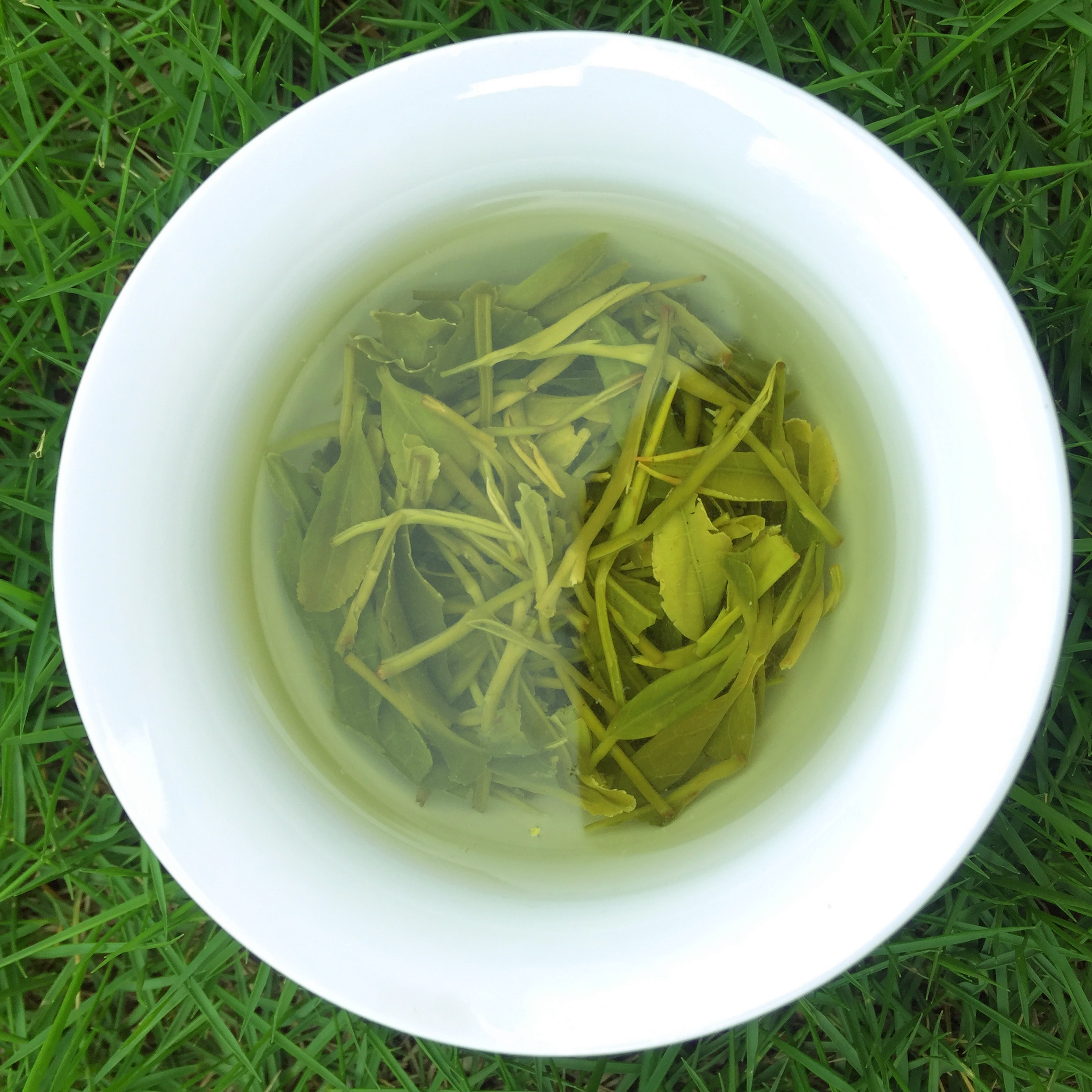 高山云雾绿茶2022新茶宜昌远安特产石桥毛尖其它绿茶