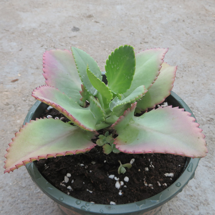 宽叶不死死鸟大叶落地生根蕾丝公主多肉植物超强多肉植物