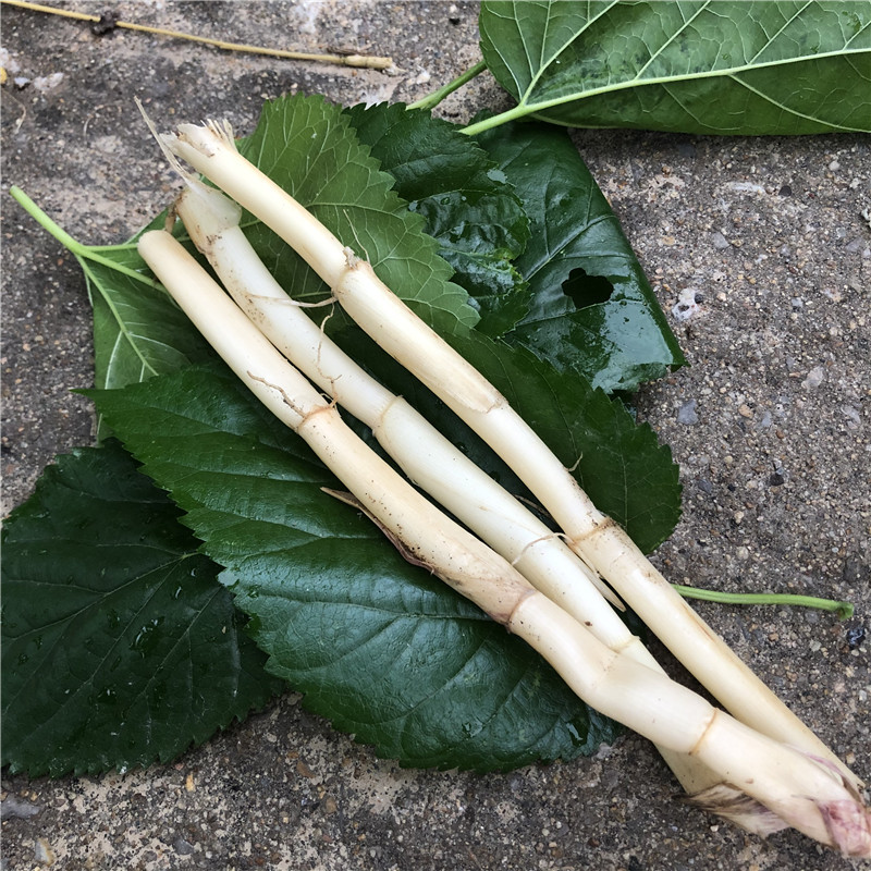 野生新鲜芦根芦茅根苇根芦头芦柴苇子根芦芽根其他药食同源食品