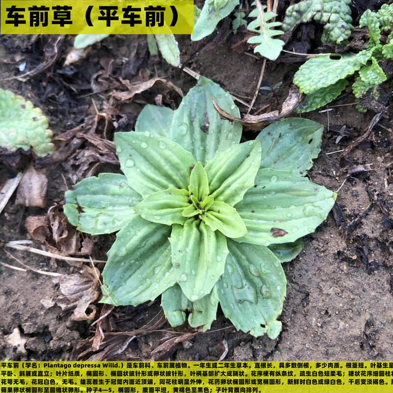 车前山东新鲜车前草车轮菜平猪肚菜灰盆车轱辘菜包其他药食同源食品