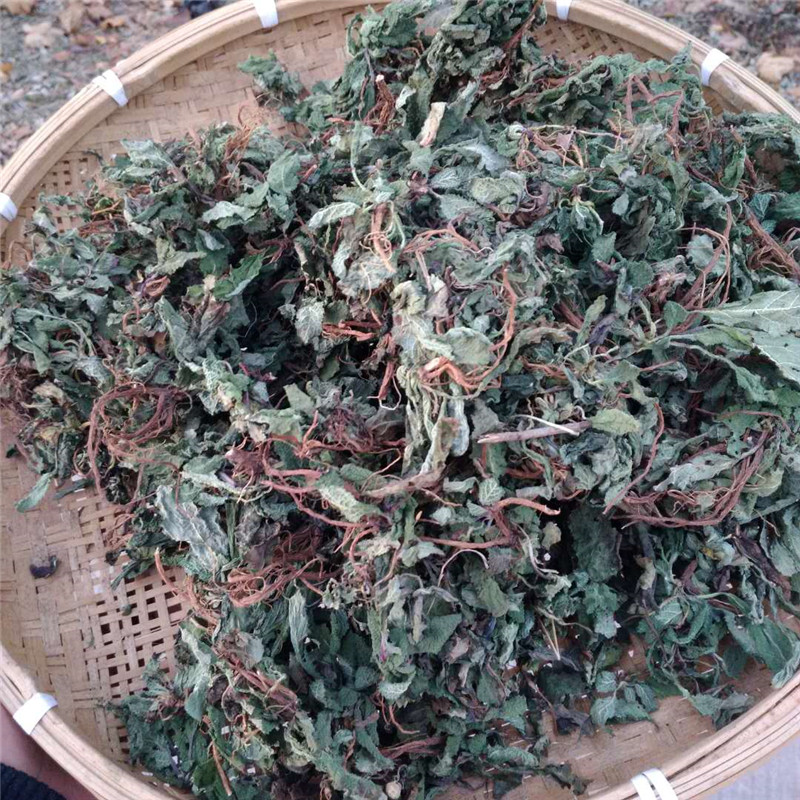 蛤蟆草的禁忌和用法图片