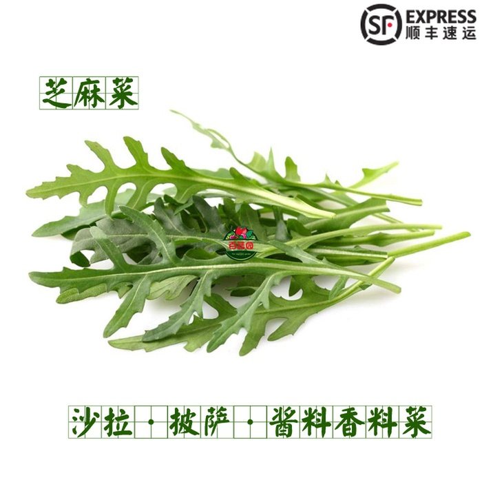 芝麻麻叶新鲜蔬菜火箭健身沙拉菜披酱料即食其它