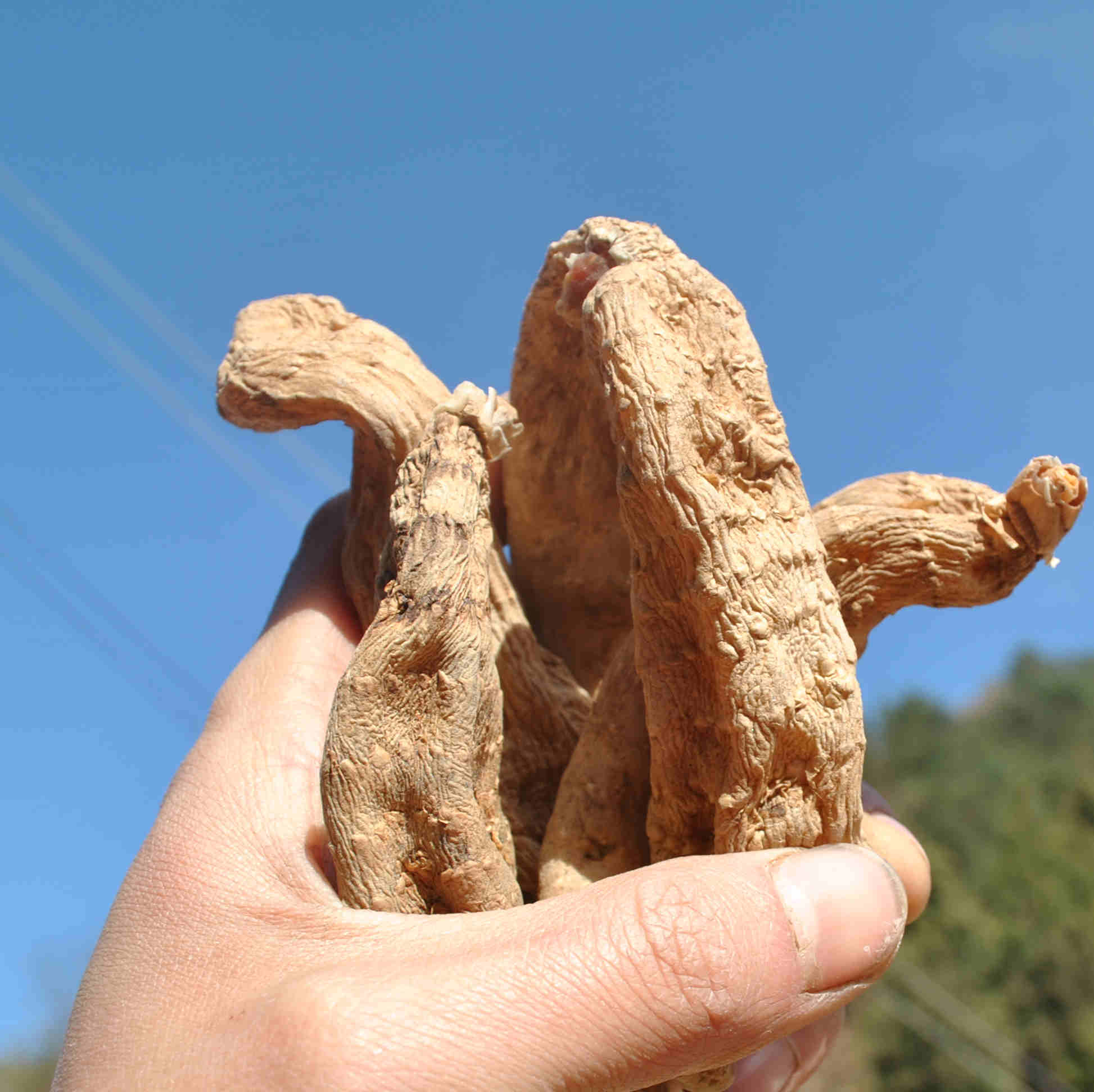 天麻高山干货500g新鲜天然野生贵州云南昭通天麻