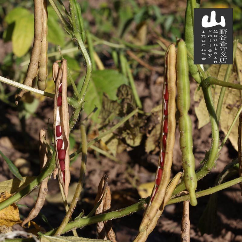 新货东北农家自产红小豆虎林大粒红豆500g食用红豆