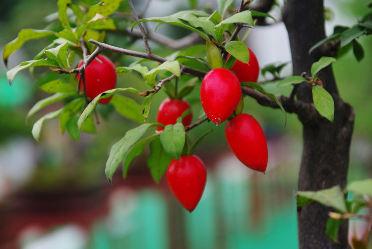 金弹子盆景黑塔子石塔小山灌木盆景血红果子弹头圆果直播专用