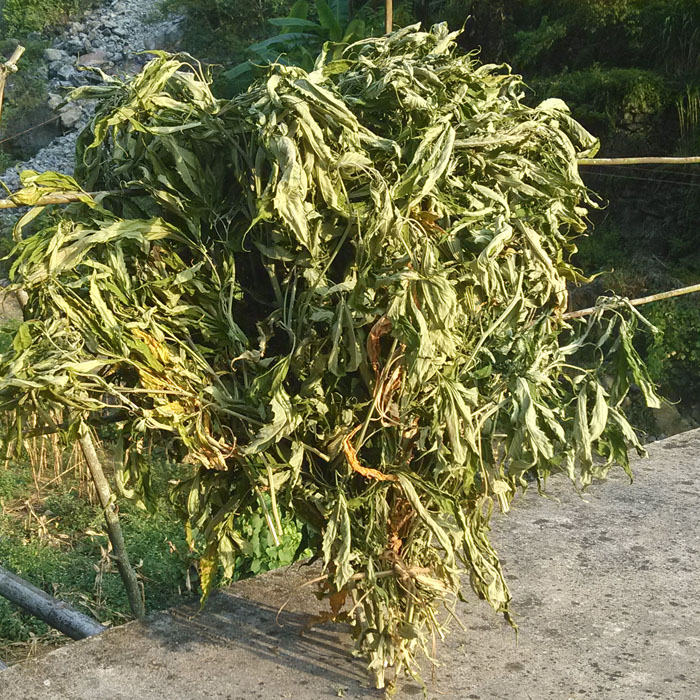 广西巴马麻叶 晒干叶子 野生植物火麻叶 山里火麻叶