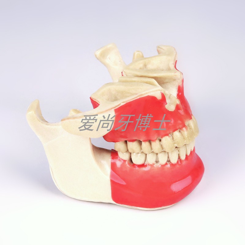 模型练习牙科支抗口腔发泡塑脂骨质硅胶胶皮其他机械五金(新)