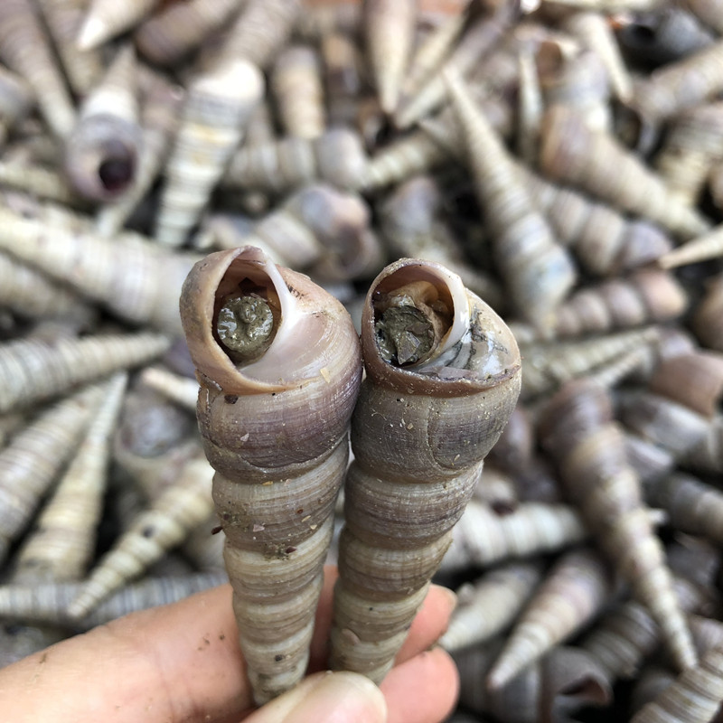 3斤海捞钉螺海螺锥螺尖螺野生海鲜水产鲜活海螺