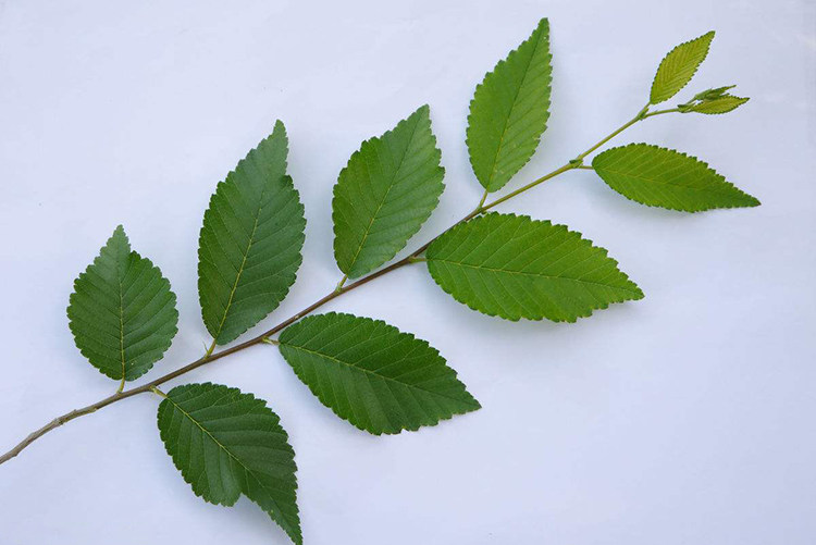 新鲜晒干榆树树叶嫩榆叶茶清火非榆钱叶500g包邮其他药食同源食品