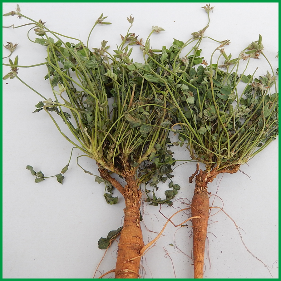 山区甜地丁萝卜地丁紫花地丁草布袋米口袋全草晒干新鲜