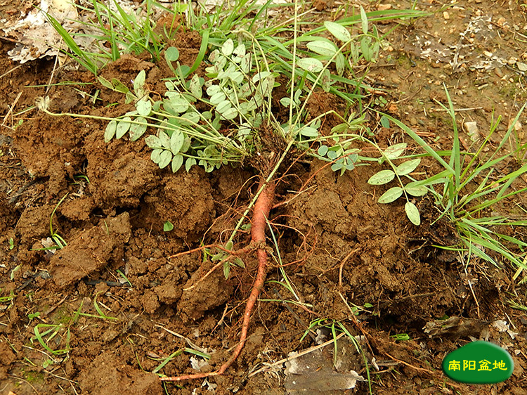 山区甜地丁萝卜地丁紫花地丁草布袋米口袋全草晒干新鲜