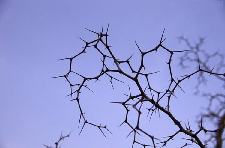 茶叶耳洞棒枣酸枣20个包邮植物耳钉耳针山枣针耳钉