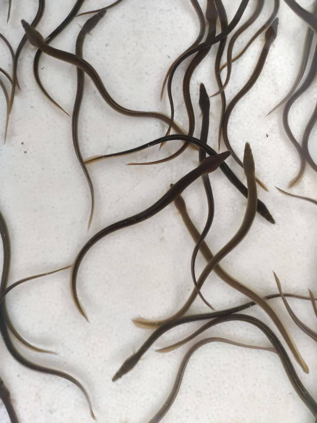 淡水鳗鱼鱼苗活体养殖优质白鳝苗鲈鳗江河鳗鲡鱼