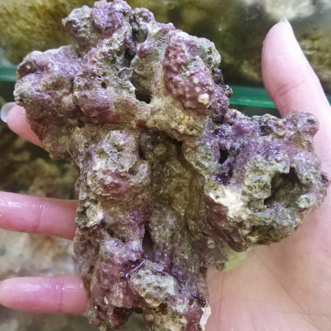 活石海水水缸微生物深海珊瑚珊瑚鱼鱼缸爆藻高钙造造景