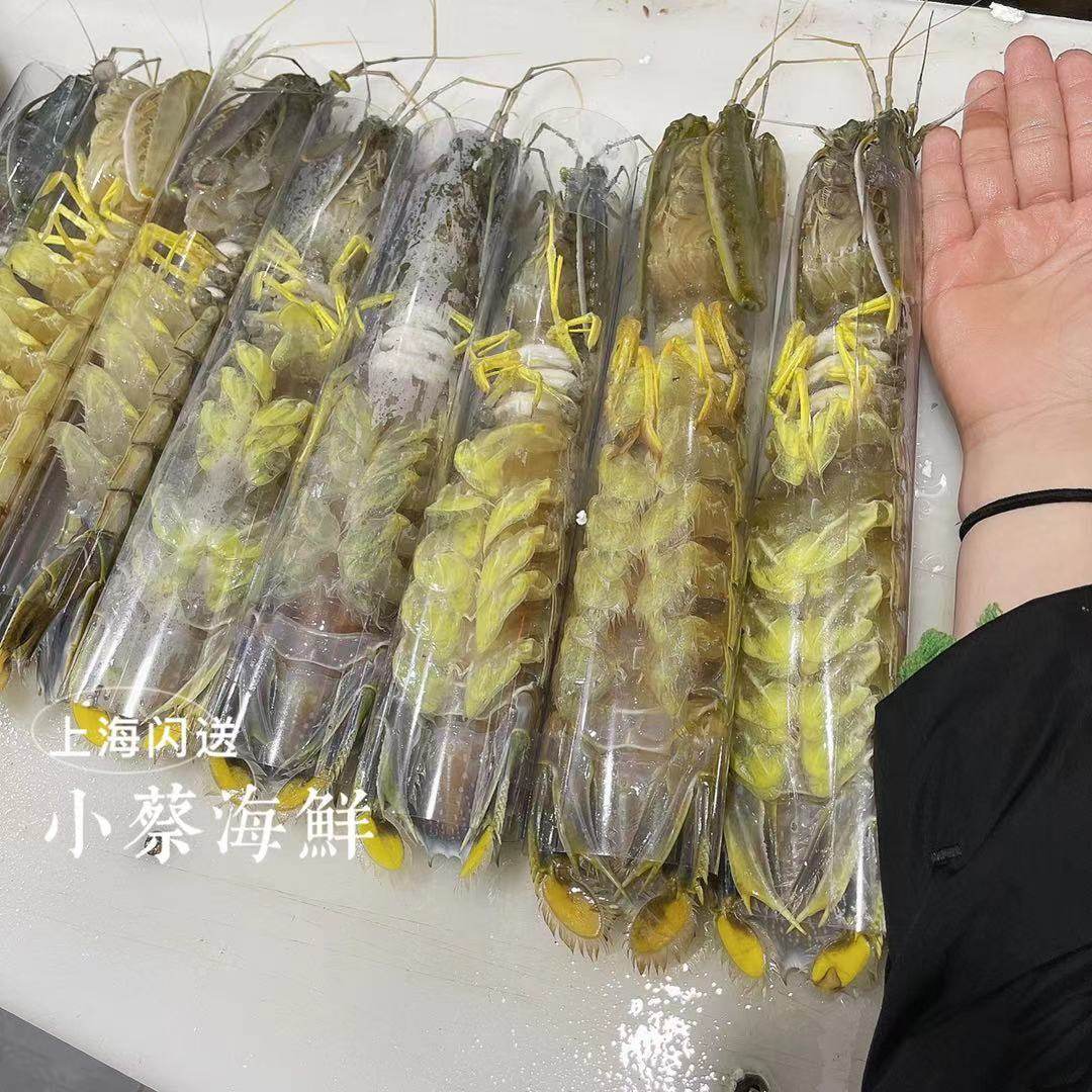 泰国鲜活富贵虾超特大皮皮虾濑尿虾虾姑虾海鲜活虾