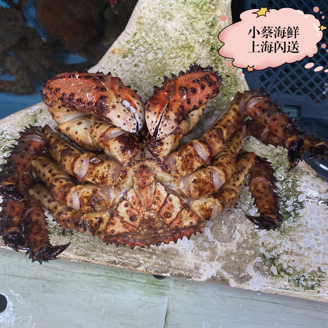 帝王鲜活花礁野生海鲜水产超特特大皇帝花椒帝王蟹