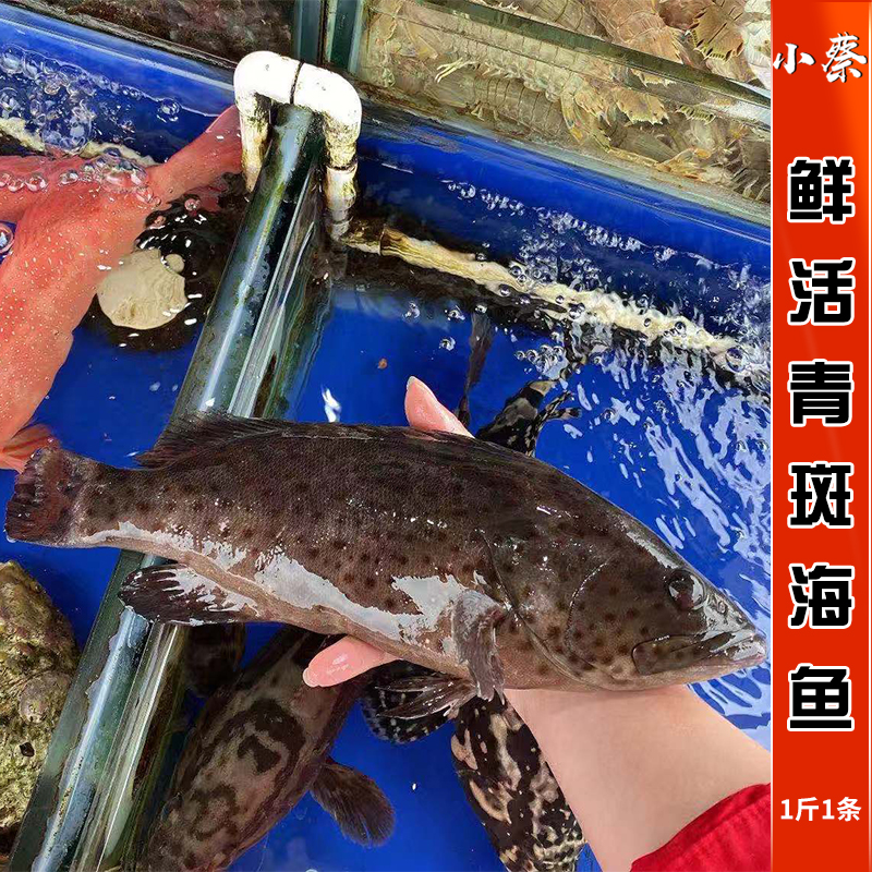 斑鱼鲜活野生海鲜水产深海海鱼龙胆鱼青东星斑鱼