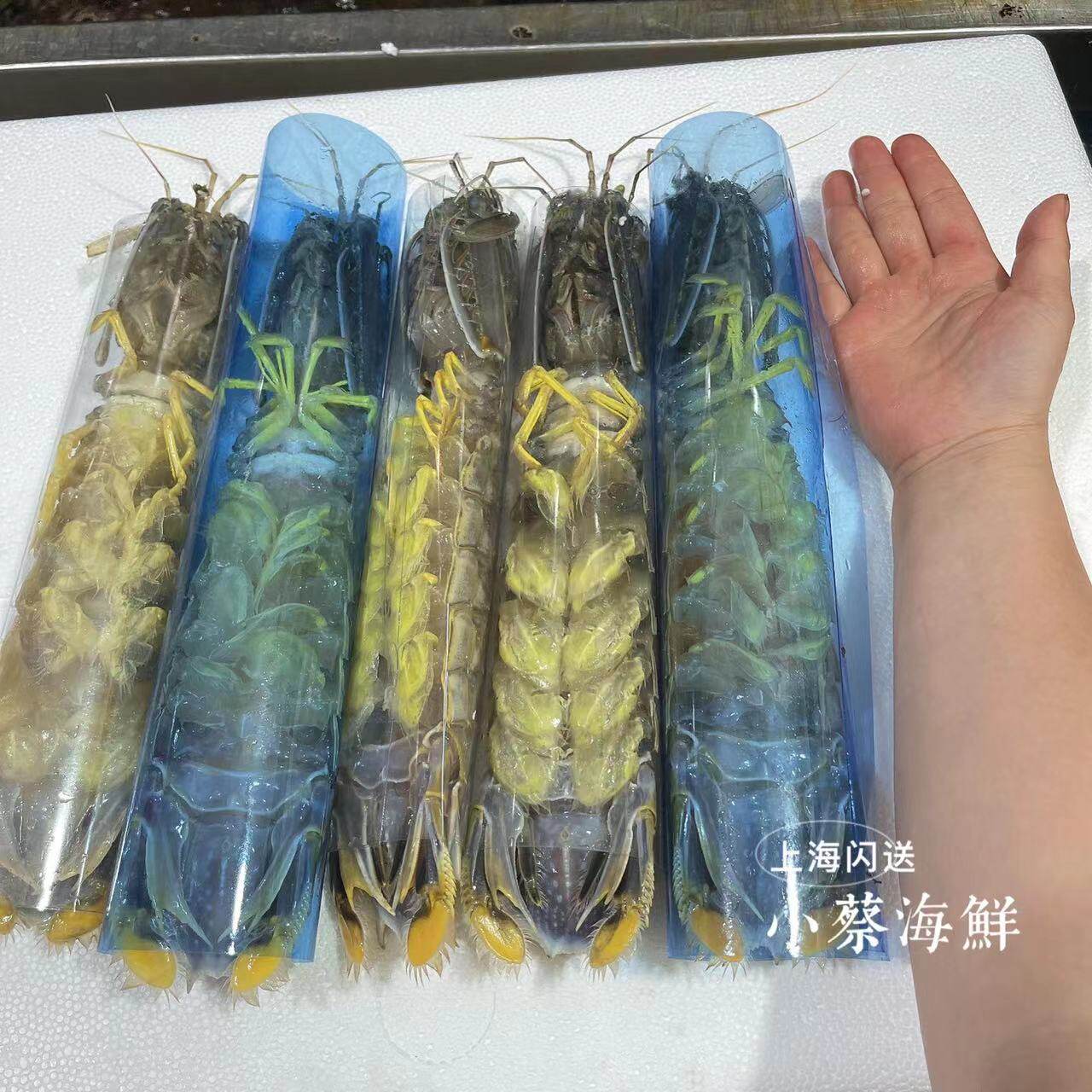 泰国鲜活富贵虾母带膏海鲜水产超特特大皮皮虾活虾