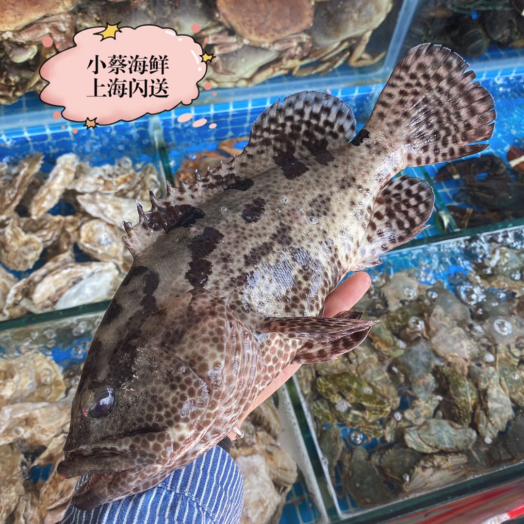 鲜活正宗老虎海鲜水产深海海鱼东星老鼠斑石斑鱼