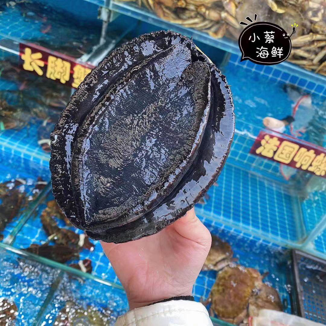 鲍鱼鲜活新西兰黑金鱼刺澳洲澳鲍超特特大海鲜鲍鱼