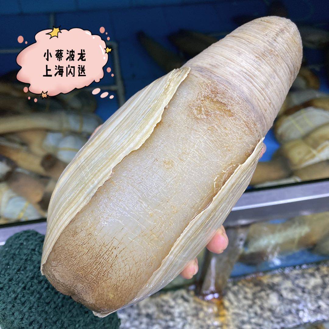 鲜活活水象拔蚌海鲜水产野生刺身即食新鲜贝类象拔蚌