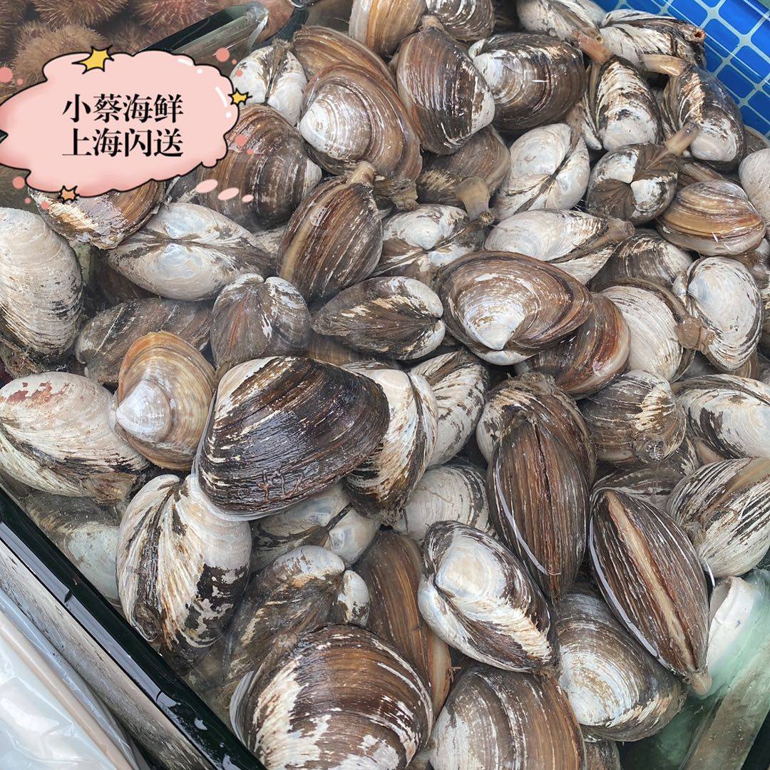鲜活北极贝野生海鲜水产贝类青口贝芒果螺黄蚬子文蛤蛤蜊花蛤1斤