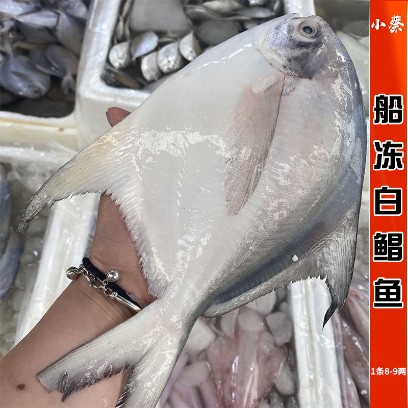 鲳鱼船冻金鲳鱼89两海鱼野生大白仓鱼白鲳鱼东海斑鱼