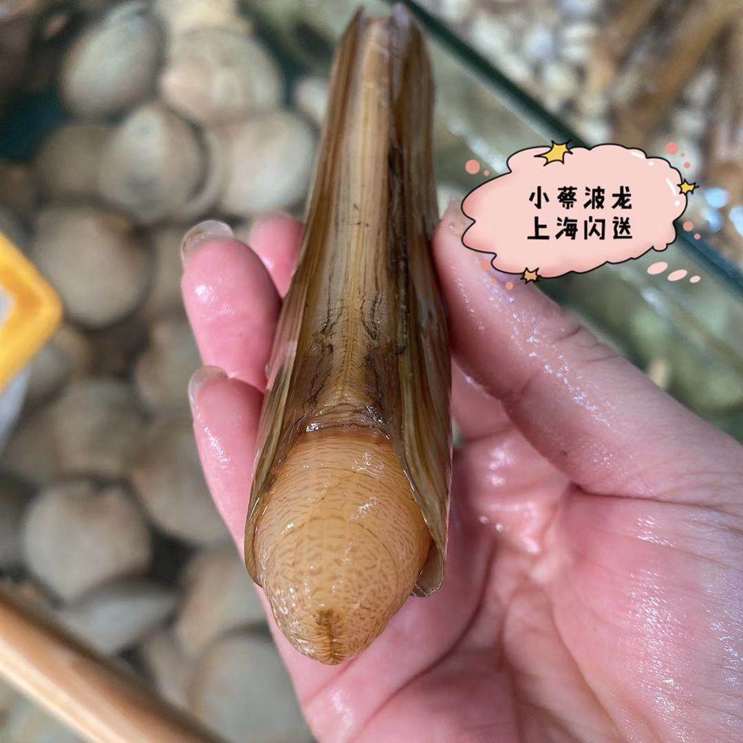 鲜活竹蛏王海鲜水产超特大双头蛏贝类无沙蛏子王竹节蛏1斤710只