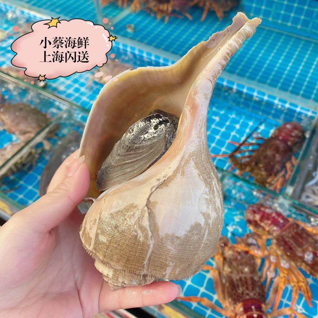 响螺鲜活美国海鲜水产贝类超大海螺潮汕大花海螺