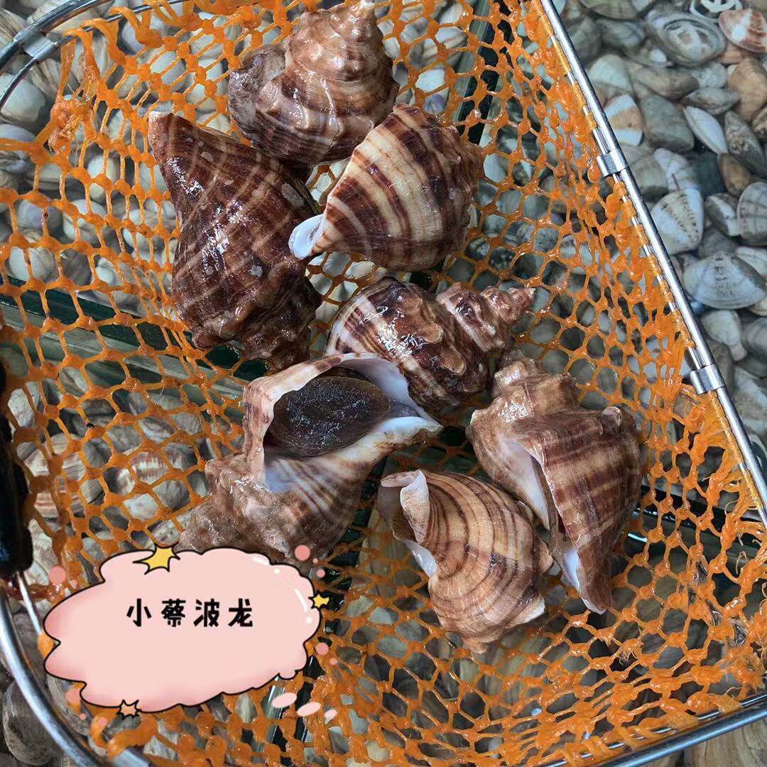 鲜活小红海鲜水产贝壳新鲜野生生活超大海螺青口贝