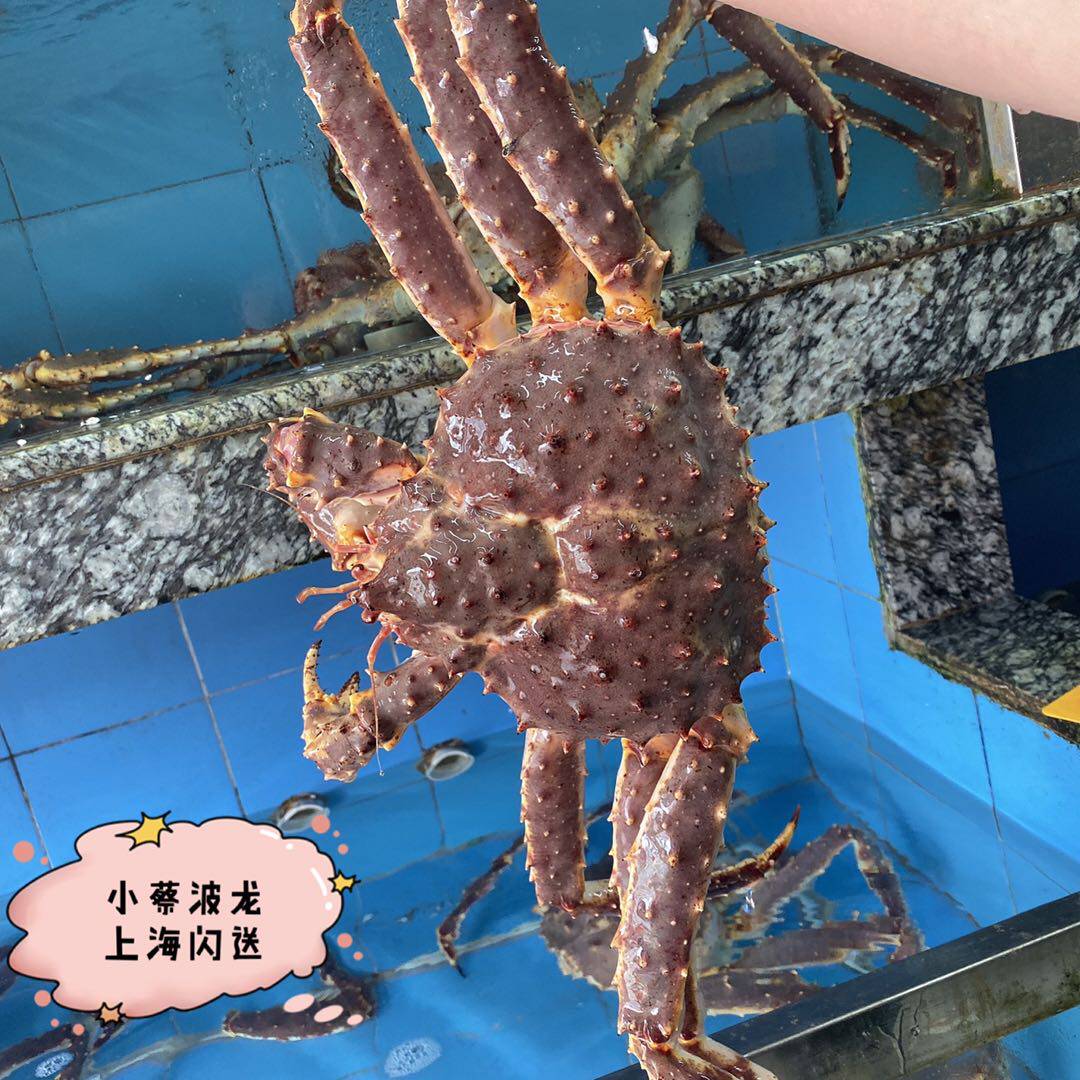 帝王鲜活阿拉斯加澳洲澳洲龙龙虾超特特大皇帝长脚帝王蟹