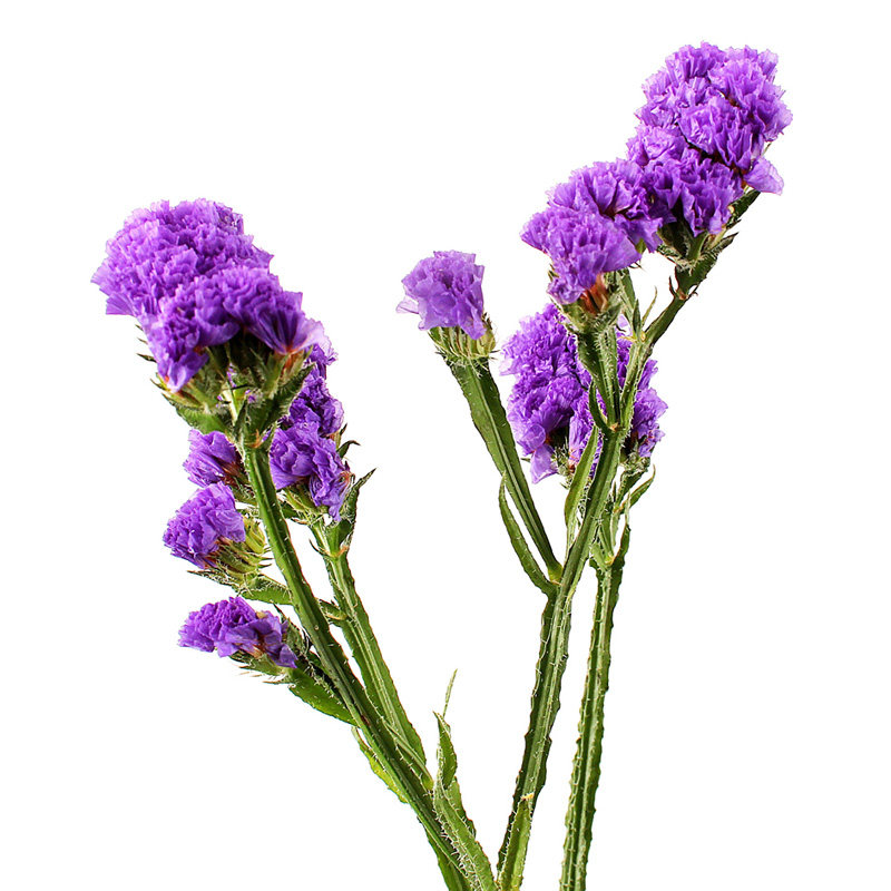 干花勿忘我花束云南天然真花办公室客厅装饰摆设干花