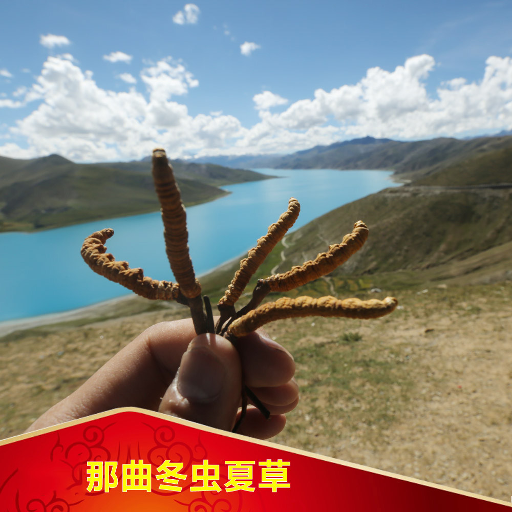 【群安堂】西藏那曲冬虫夏草 精选虫草 3条/克 送礼盒装